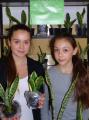 Szkolny kiermasz ro�liny doniczkowej - W�ownica Sansevieria